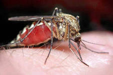 Электронные отпугиватели – идеальное средство защиты от комаров