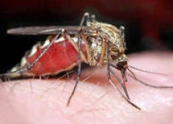 Электронные отпугиватели – идеальное средство защиты от комаров