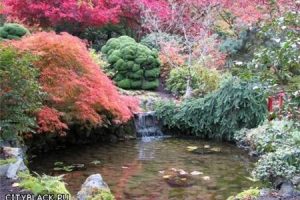 Сады Японского типа
