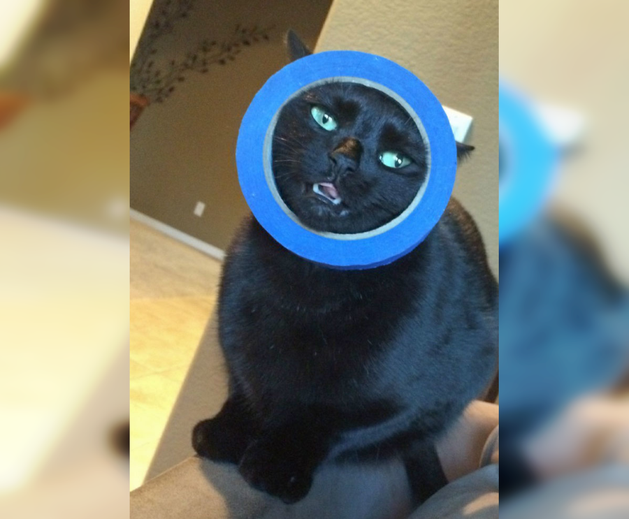 Пушистые юмористы: 30 забавных фото котов